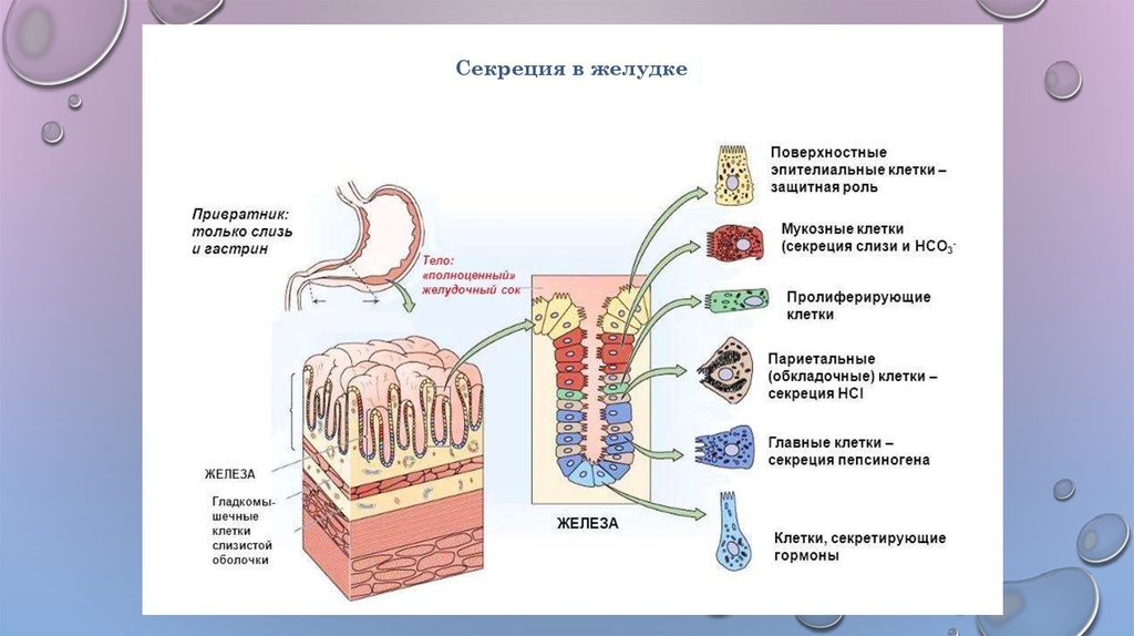 Физиология машинного доения