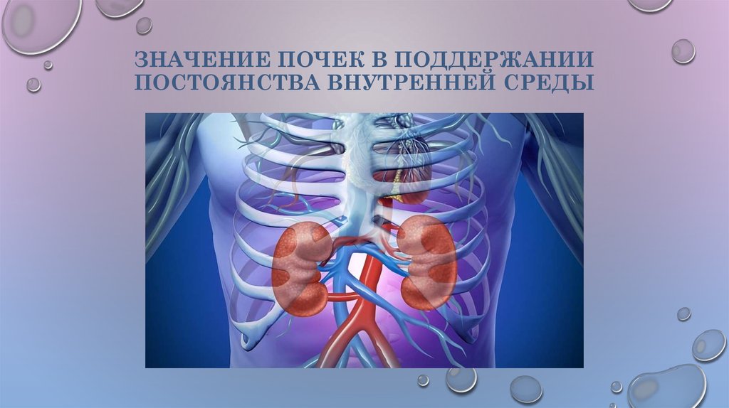 Значение почек в поддержании постоянства внутренней среды