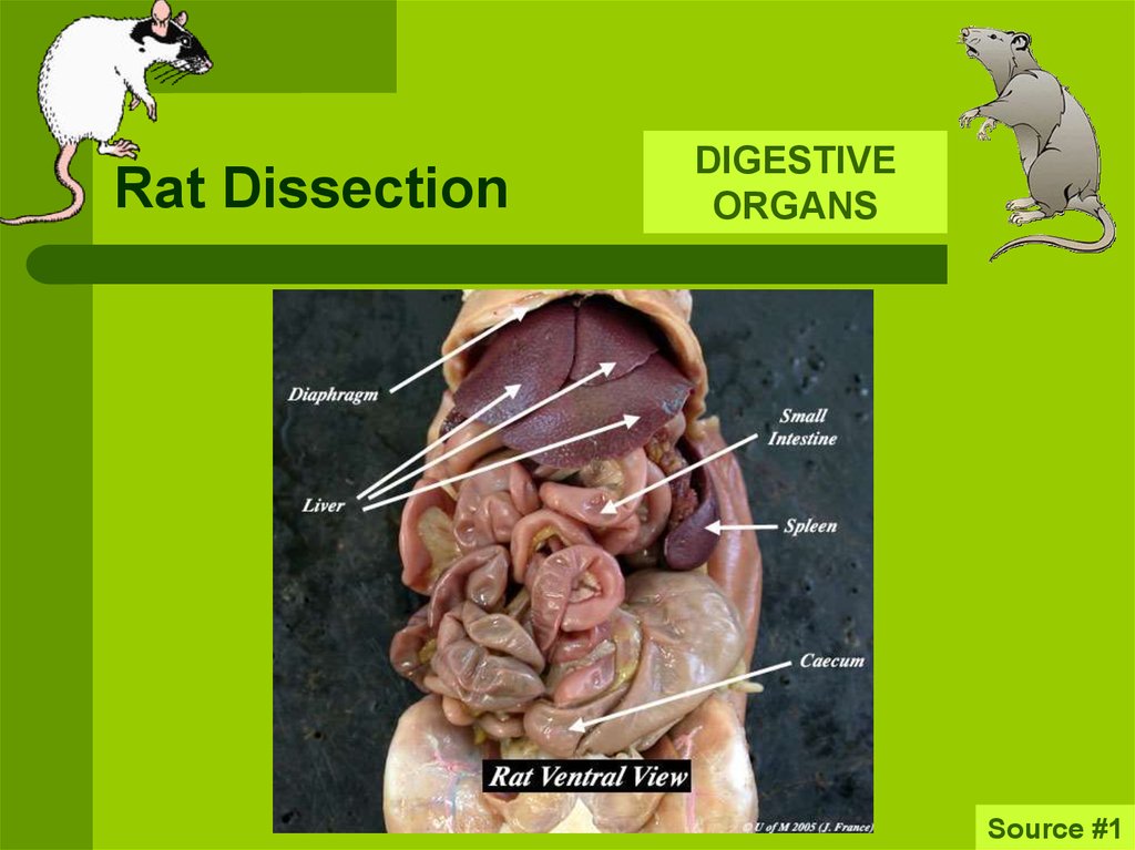 Rat Dissection - online presentation