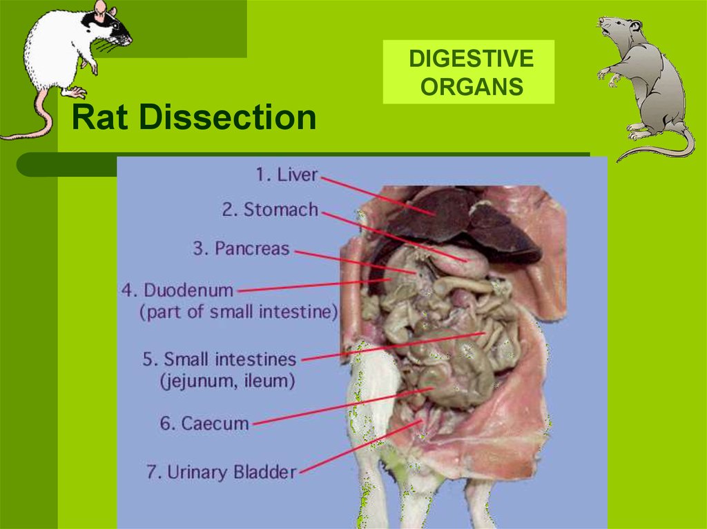 Rat Dissection - online presentation