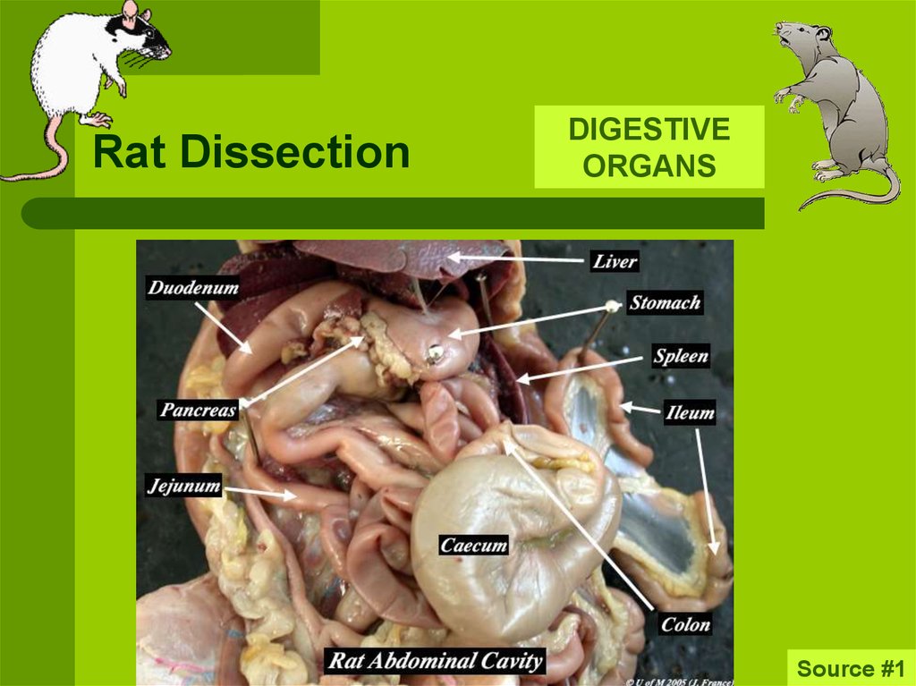 Rat Dissection - презентация онлайн
