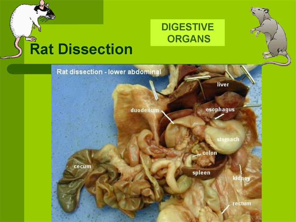 Rat Dissection - online presentation