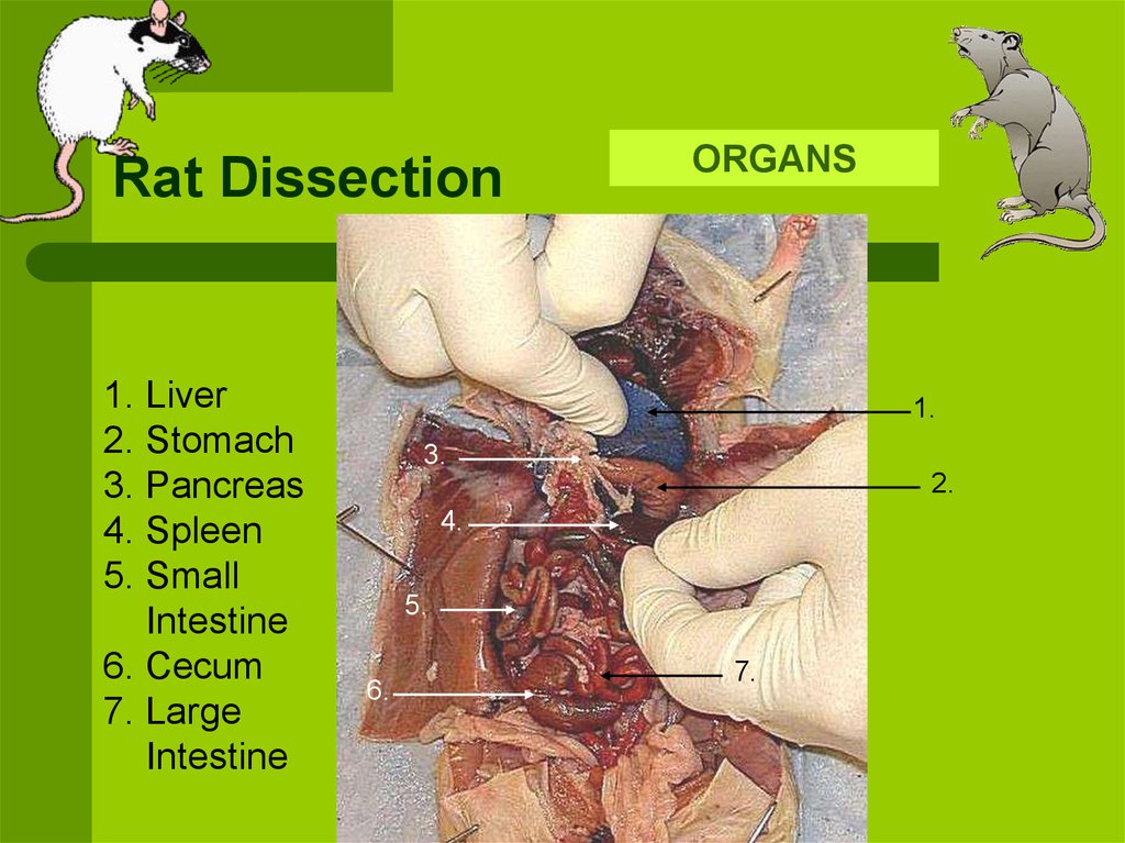 Rat Dissection Anatomy Anatomical Charts Posters