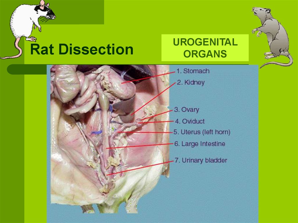 Rat Dissection online presentation