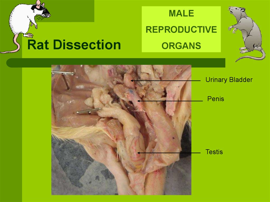 Rat Dissection - online presentation