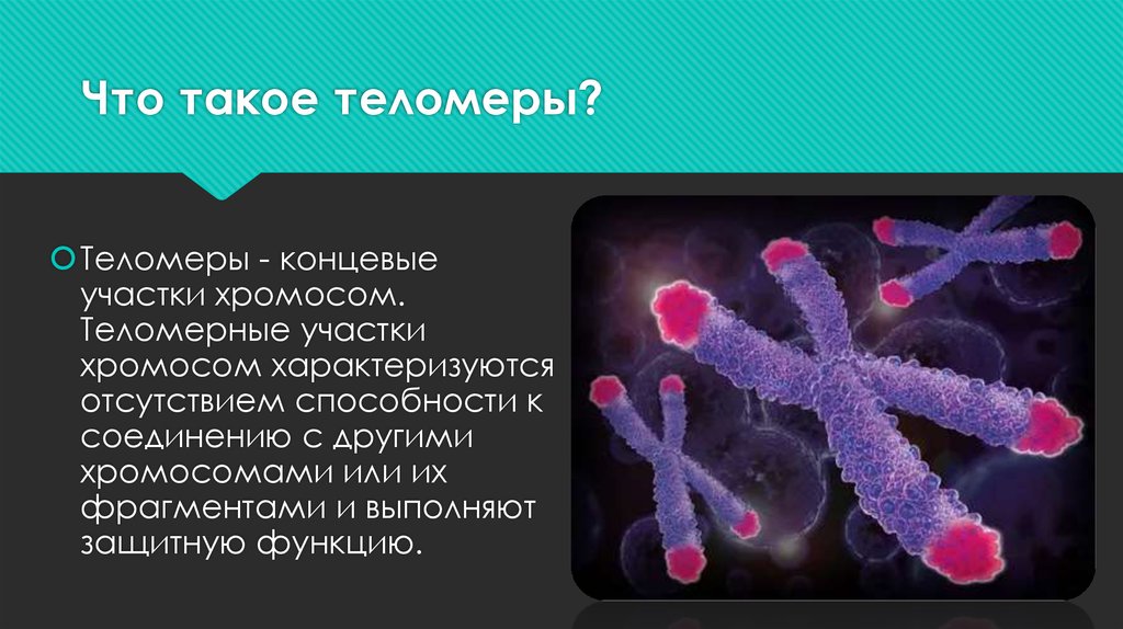 Хромосомы живых клеток. ДНК хромосомы теломера. Теломеры клетки. Строение хромосомы теломеры. Теломеры – это участки хромосом.