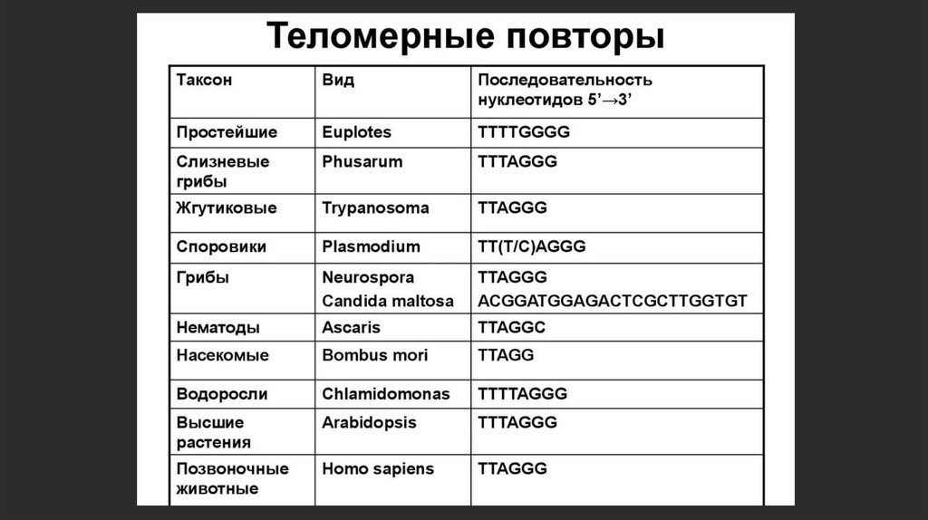 Теломеры и их функции - online presentation