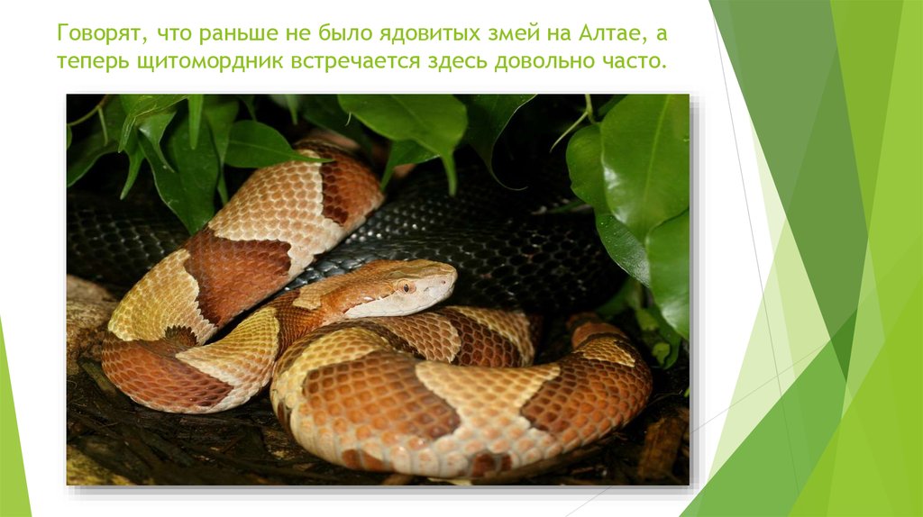 Говорят, что раньше не было ядовитых змей на Алтае, а теперь щитомордник встречается здесь довольно часто.