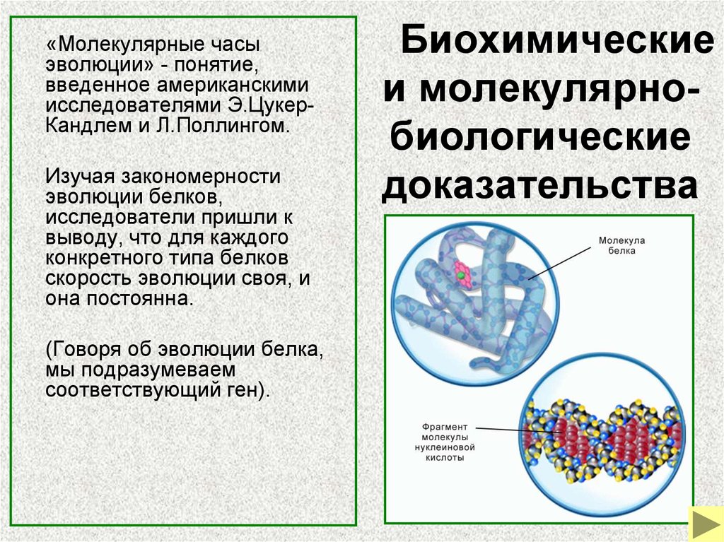 Молекулярная биология схемы