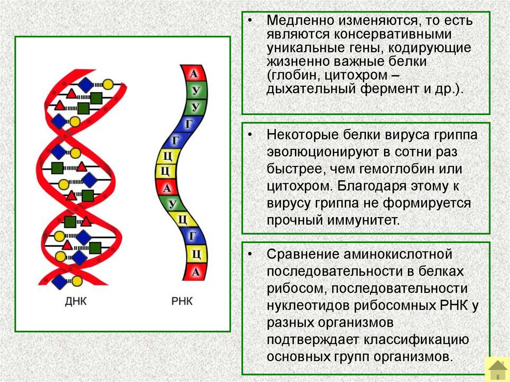 Кодирующие белки. Генетико-биохимические доказательства эволюции. Молекулярно-биологические доказательства эволюции примеры. Биохимическиедоказательство эволюции примеры. Генетические доказательства эволюции примеры.