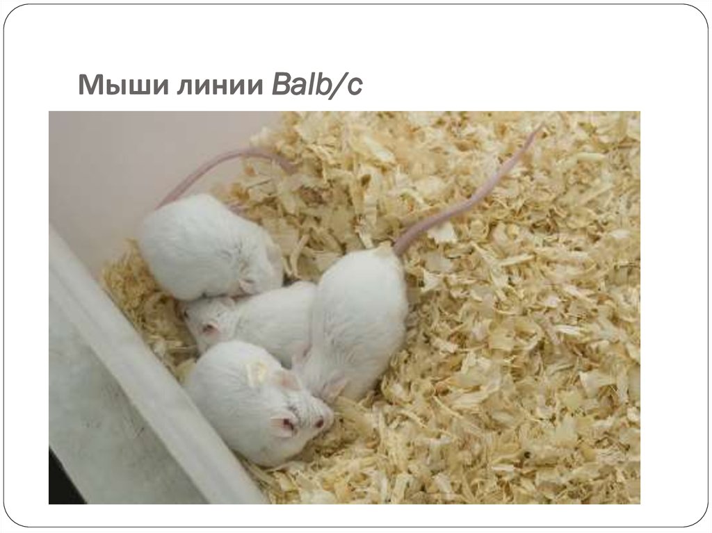 Селекционер скрестил самку чистой линии мыши черного. Мыши линии BALB/C. Инбредные линии мышей. Лабораторная мышь BALB. Лабораторные мыши линии BALB.