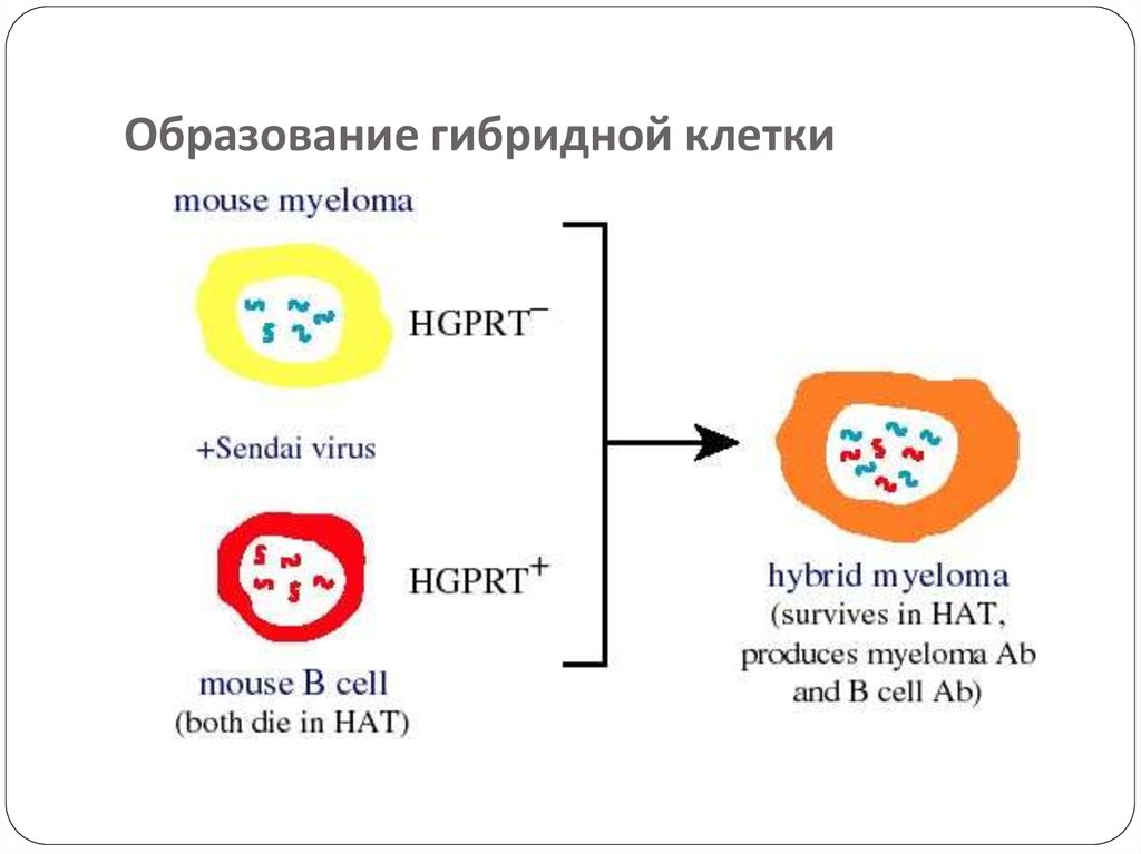 Образование гибридов