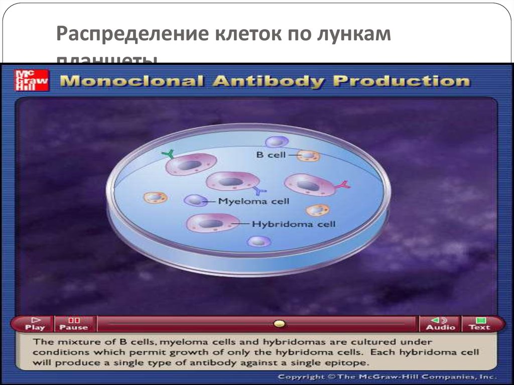 Распределение клеток. Распределение в клетках. Распределение клеток по группам. Лунки в планшете клеточная биология. Лунки в планшете клеточная биология рисунок.