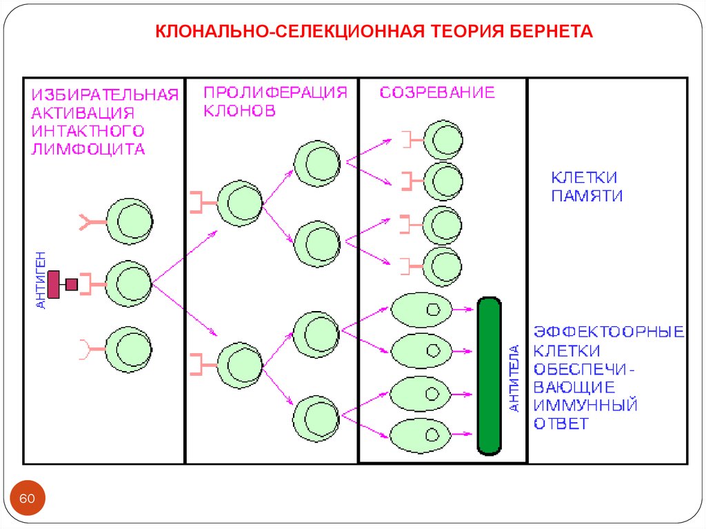 2 м теория. Клонально-Селекционная теория иммунитета. Клонально селективная теория иммунитета. Клонально-Селекционная теория иммунитета м.ф Бернета. Клонально-Селекционная теория биосинтеза антител.