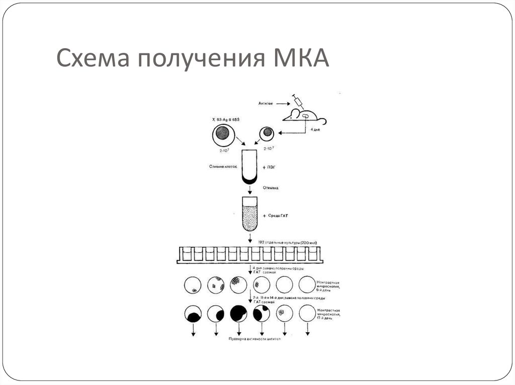 Схема получения гибридом