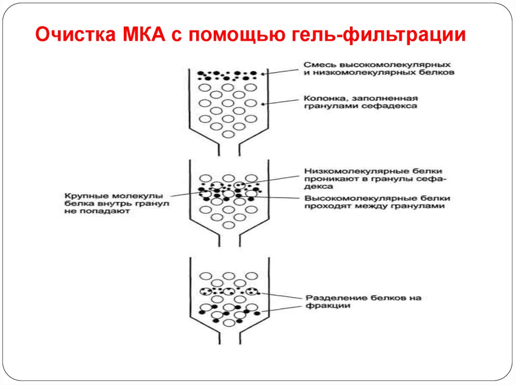 Метод гель фильтрации