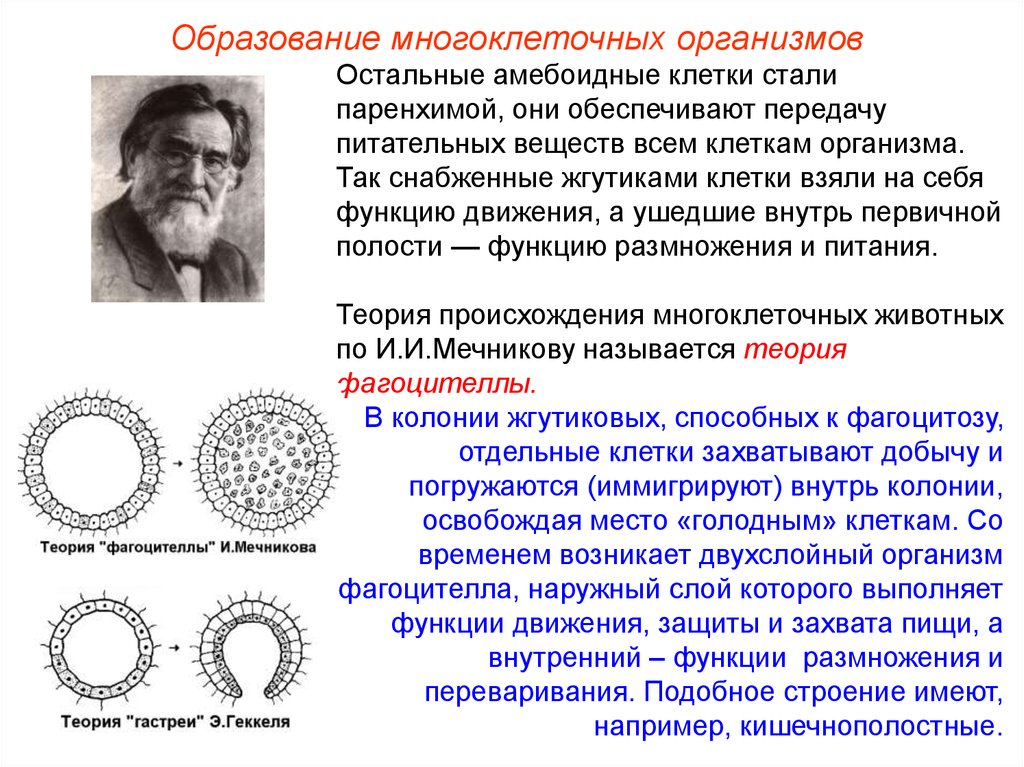 Теория фагоцителлы Мечникова. Гипотеза фагоцителлы Мечникова. Гипотеза гастреи Геккеля. Фагоцителла строение.