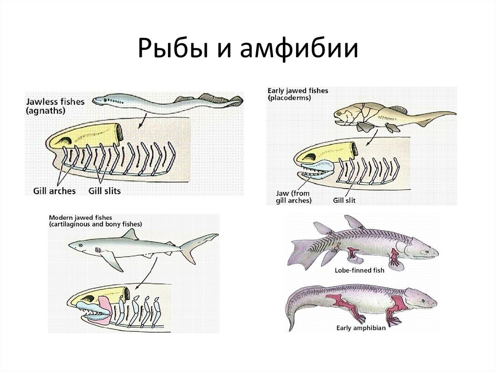 Происхождение земноводных от рыб