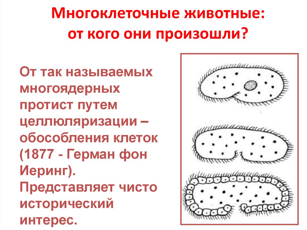 Список многоклеточных животных. Значение многоклеточных животных. Сообщение о многоклеточных животных. Характеристика многоклеточных животных. Примеры многоклеточных животных.