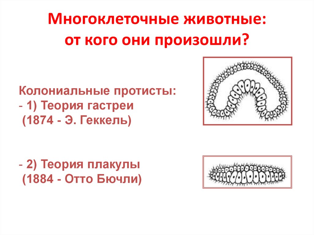 Уровни организации многоклеточных. Классификация многоклеточных животных. Теория плакулы. Классификация многоклеточных животных схема. Теория Бючли.