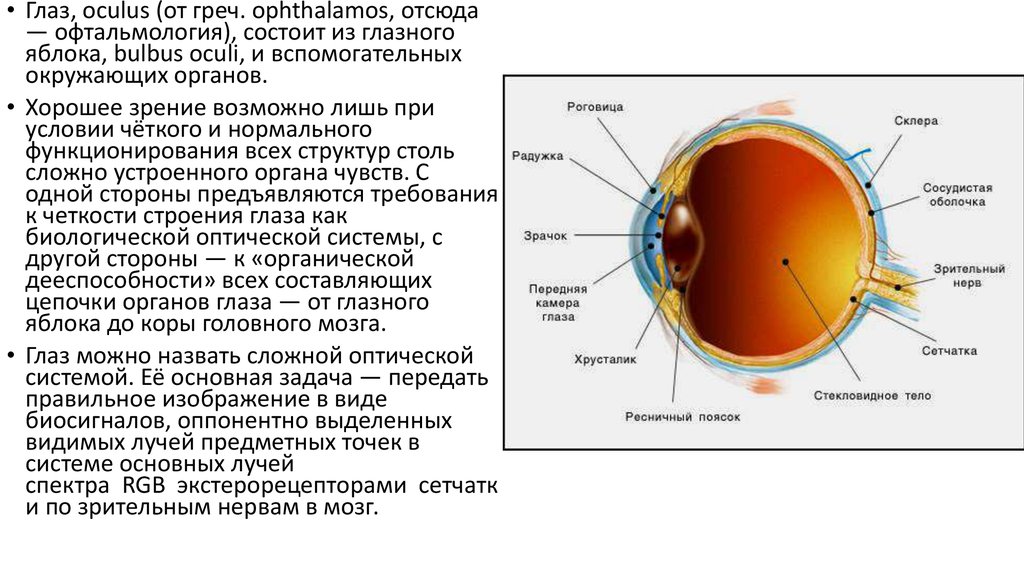 Оболочки глаза человека таблица