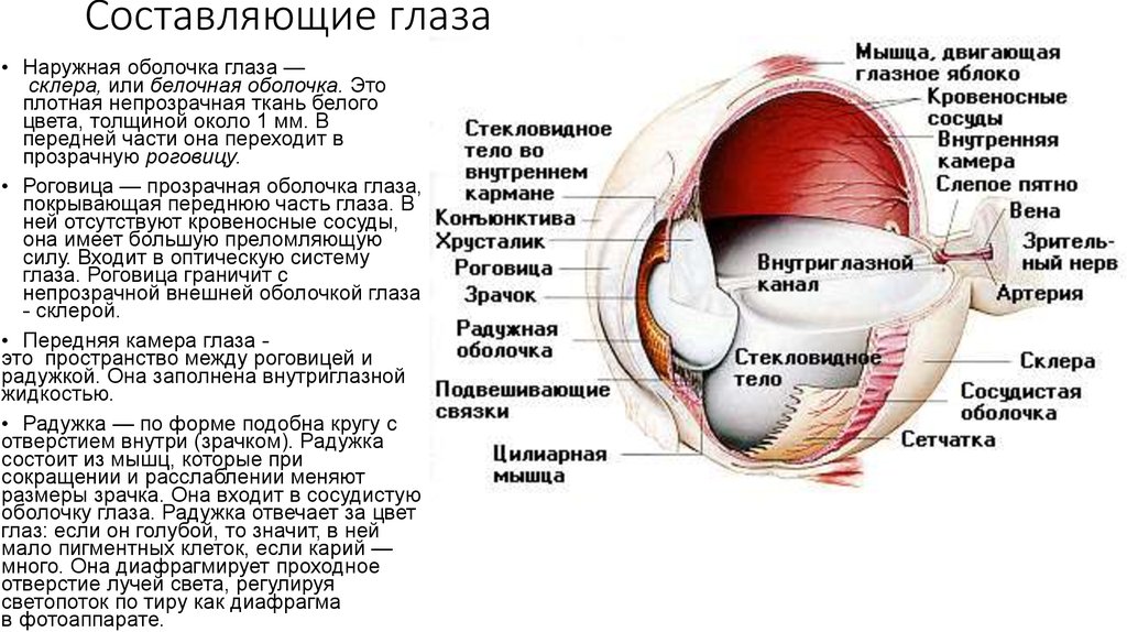 Составляющее глаза. Строение глаза человека анатомия. Строение глазного яблока анатомия. Внутреннее строение глаза. Строение зрительного анализатора собаки.