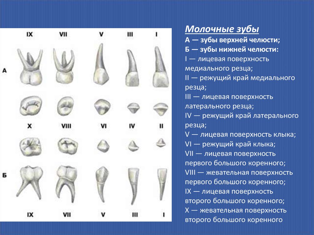 Сколько резцов. Молочный медиальный резец верхней челюсти. Медиальный резец верхней челюсти прорезывается. Центральный резец молочный зуб. Как выглядит молочный зуб Нижний резец.