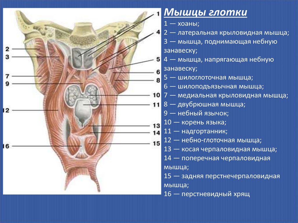 Поднимающая латынь. Глотка анатомия констрикторы. Трубно глоточная мышца глотки. Верхний констриктор глотки анатомия. Мышцы глотки 1 – верхний констриктор.