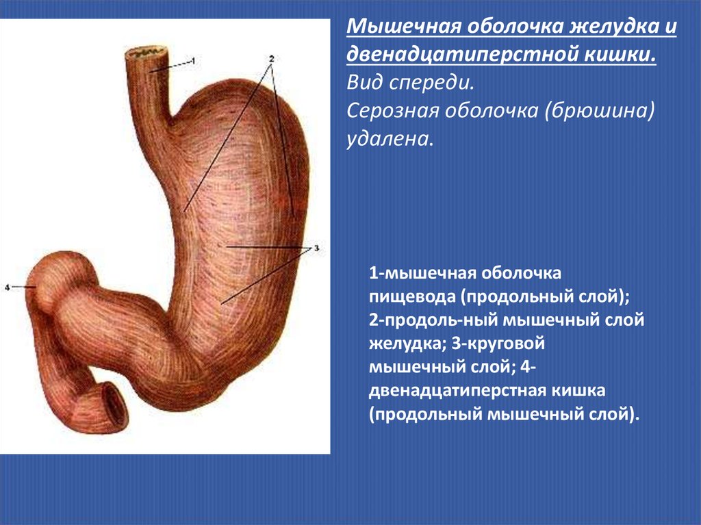 Функция оболочек желудка. Мышечная оболочка желудка. Серозная оболочка желудка. Мышечная оболочка желудка схема.