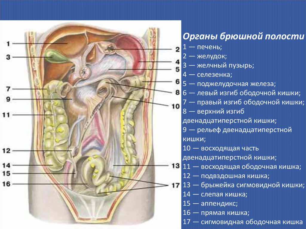Какие органы расположены в нижней полости. Анатомия человека строение брюшной полости. Анатомия внутренних органов брюшной полости женщины. Атлас анатомии человека брюшная полость. Схема расположения внутренних органов брюшной полости.