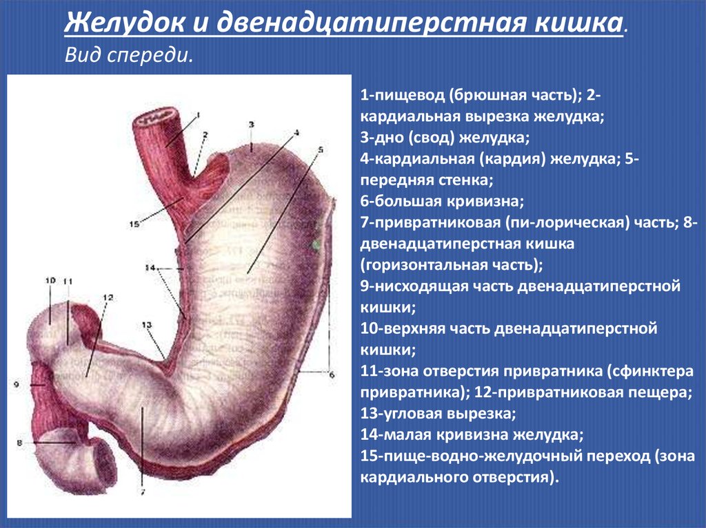 Кардиальный латынь. Строение желудка вид спереди. Кардиальный отдел желудка анатомия. Желудка свода и 12 перстная. Пищевод желудок 12 перстная кишка анатомия.