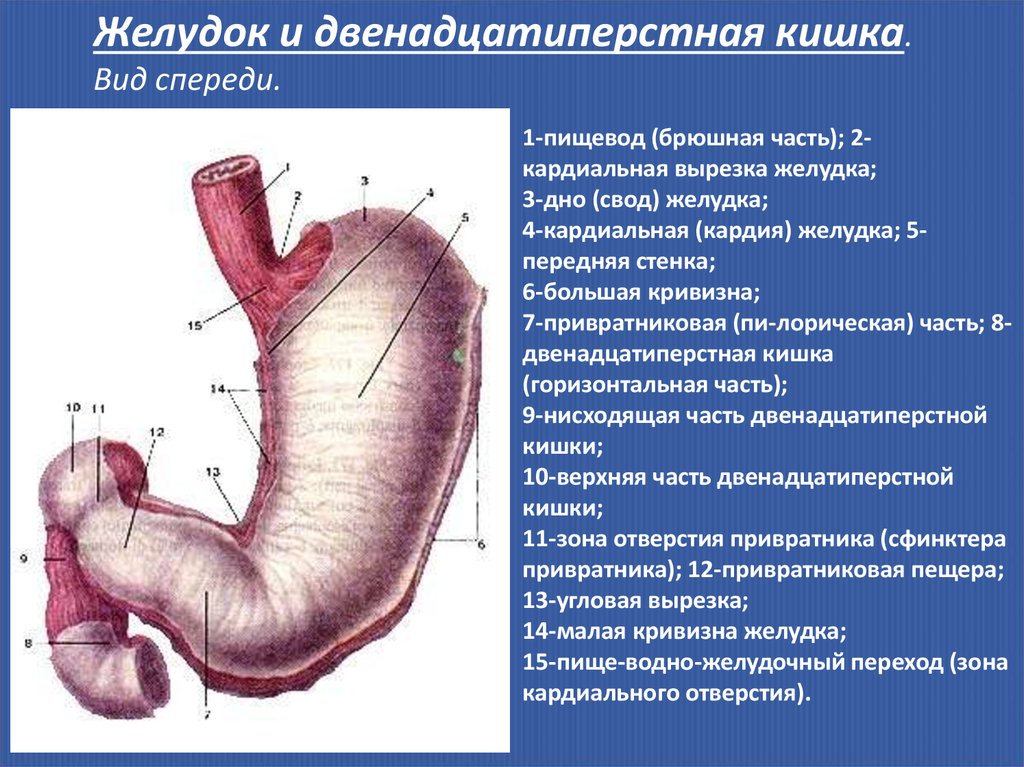 Двенадцатиперстная кишка где находится фото. Строение желудка вид спереди. Кардиальная часть желудка анатомия. Кривизны желудка анатомия. Кардия желудка что это такое анатомия.