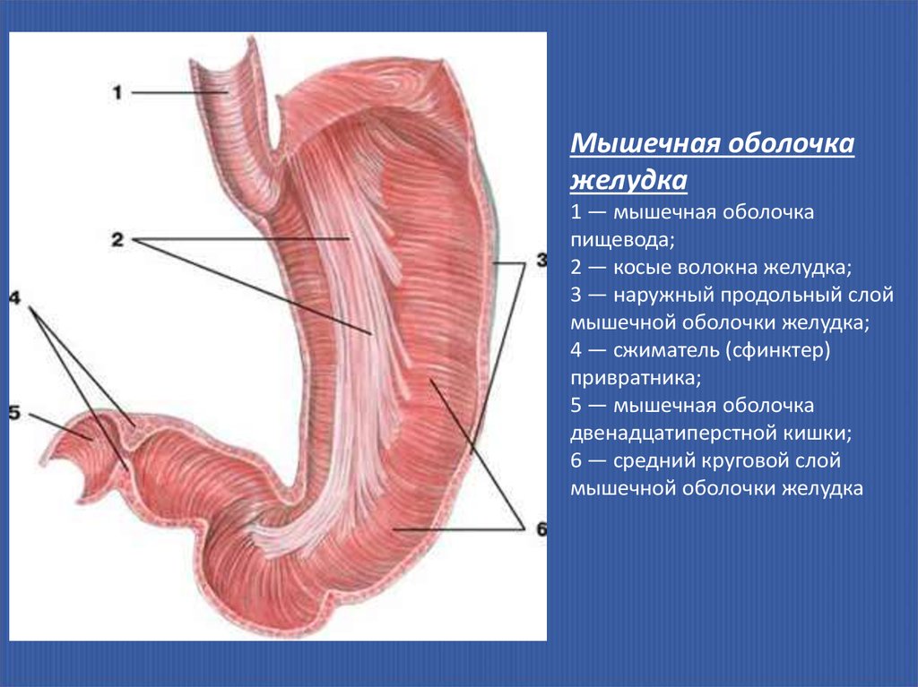 Мышцы пищевода. Анатомия пищевода и желудка 12 перстной. Привратниковый сфинктер анатомия. Мышечная оболочка двенадцатиперстной кишки. Двенадцатиперстная кишка мышечная об.