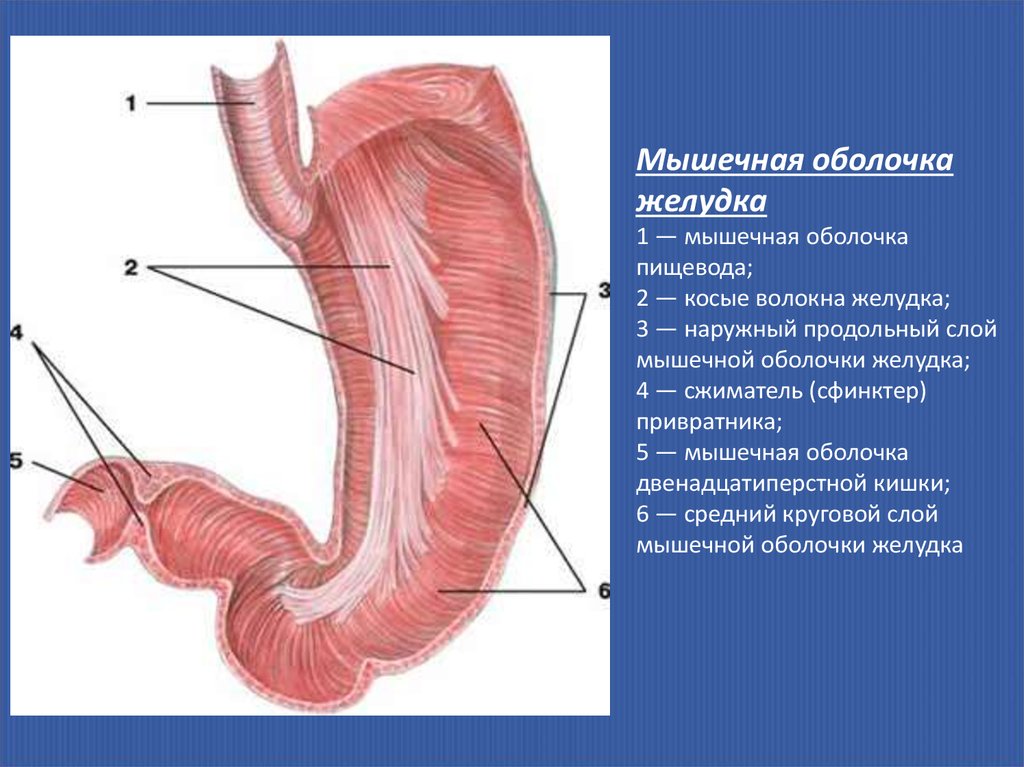 1 желудок. Строение мышечной оболочки двенадцатиперстной кишки. Строение мышечной оболочки желудка. Привратниковый сфинктер анатомия. Строение мышечной оболочки пищевода.