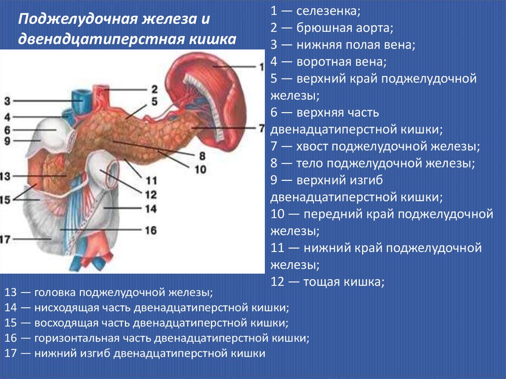 Изгиб поджелудочной. Нижняя полая Вена и двенадцатиперстной кишки. Анатомия селезенки и поджелудочной железы. Поджелудочная железа и аорта. Селезёнка и поджелудочная железа это одно и тоже.