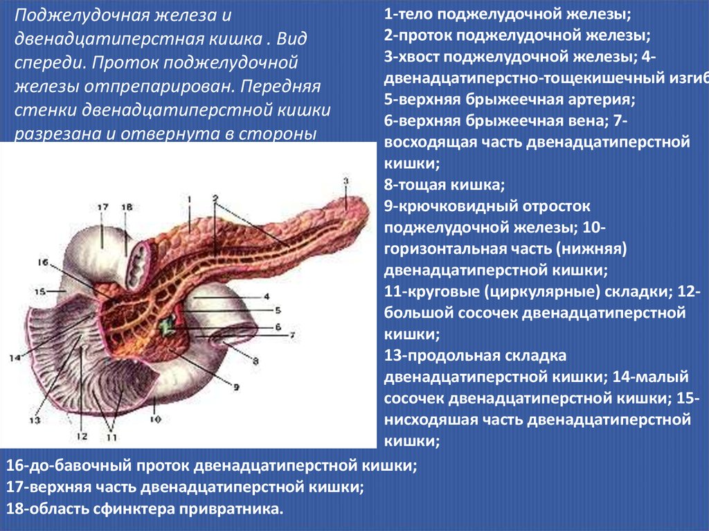 Выполняемые функции двенадцатиперстной кишки. 2 Протока 12 перстной кишки. Поджелудочная железа анатомия вид спереди. Строение поджелудочной железы вид спереди. Строение 12 перстной кишки и поджелудочной железы.