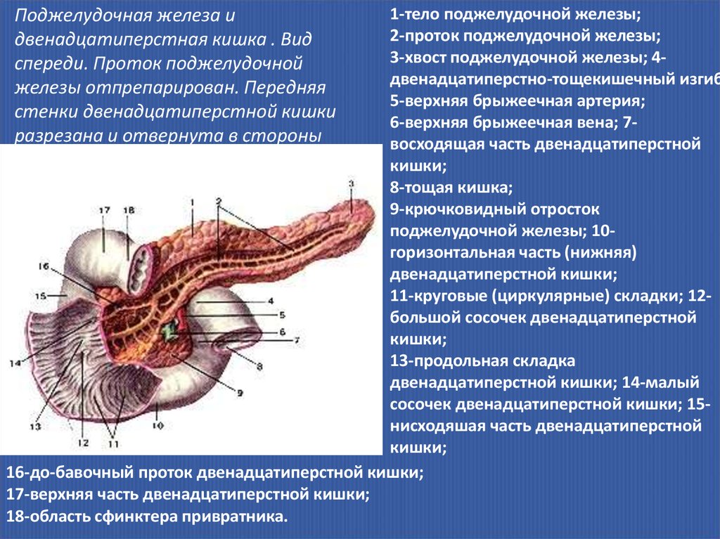 Где находится двенадцатиперстная кишка у человека фото. Строение поджелудочной железы вид спереди. Поджелудочная железа анатомия вид спереди. Железы 12 перстной кишки.