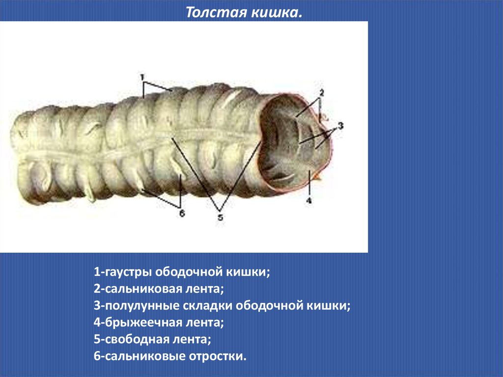 Сальниковые отростки