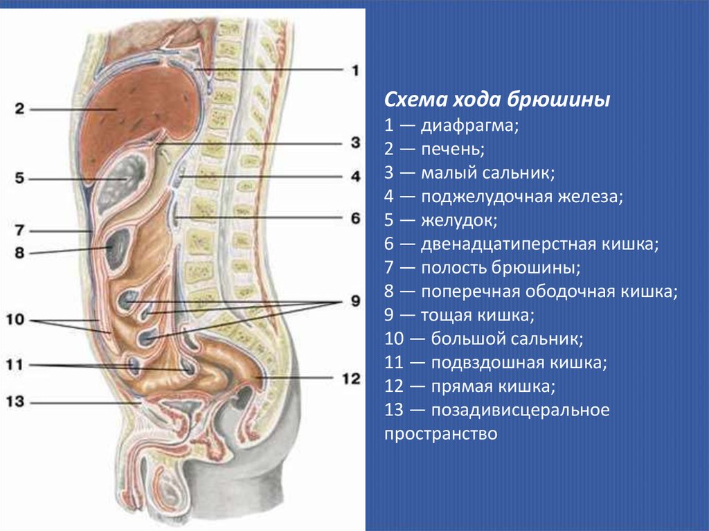 Строение органов мужчины фото. Анатомия человека строение брюшной полости. Брюшная полость строение анатомия. Анатомия внутренних органов брюшной полости человека мужчины. Ход брюшины топографическая анатомия.