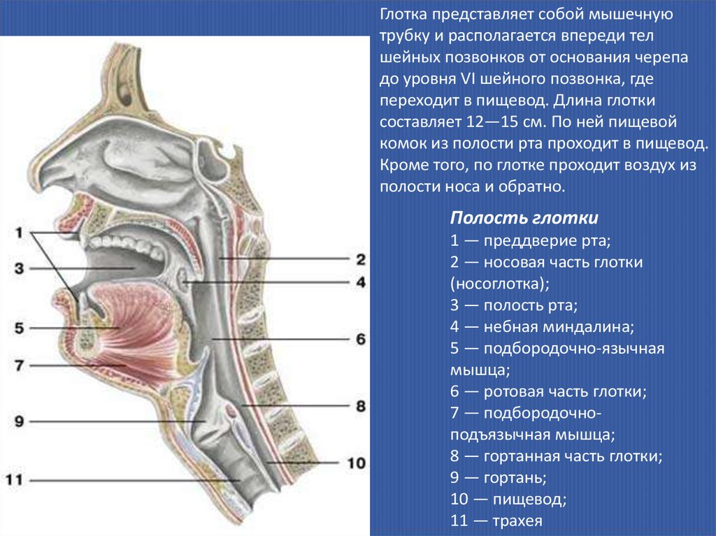 Полость рта глотка пищевод анатомия. Пищевод и гортань человека. Глотка располагается на уровне.