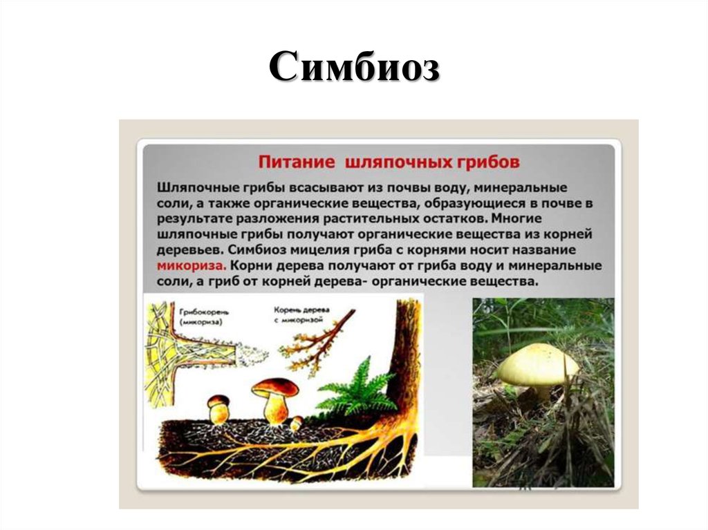 Шляпочный гриб и дерево. Грибы симбионты 5 класс биология. Симбиоз грибов примеры. Симбиотические отношения грибов. Симбиоз гриба.