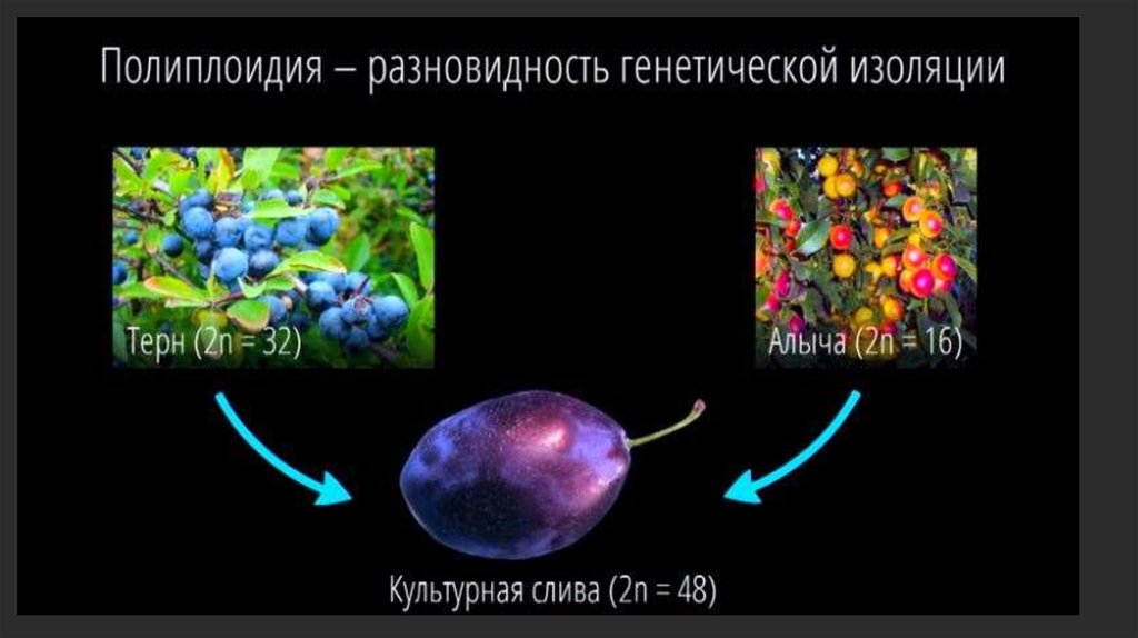 Для каких организмов применялся метод полиплоидизации. Полиплоидия. Полиплоиды у растений. Полиплоидия это в генетике. Разновидности полиплоидии.