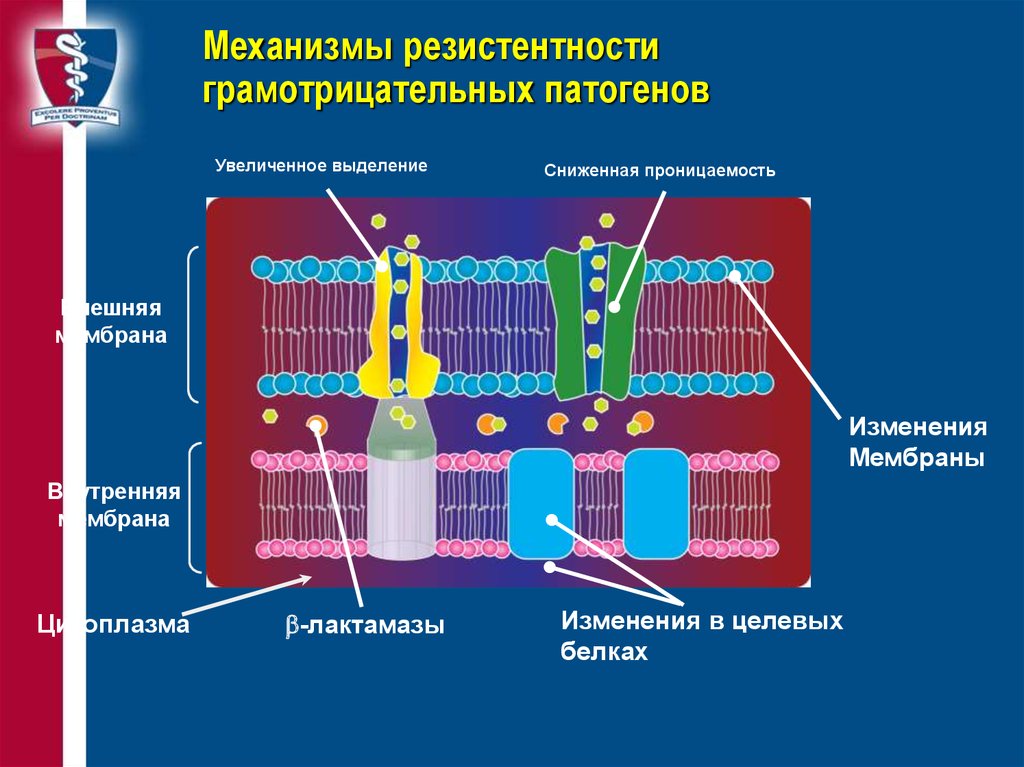 Нарушение мембран клетки. Механизм изменения проницаемости мембраны. Мембрана TPU высокой проницаемости. Изменение проницаемости клеточных мембран. Повышенная проницаемость мембраны.