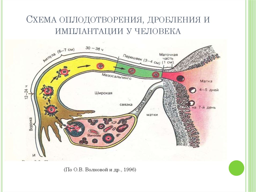 Схема процесса оплодотворения