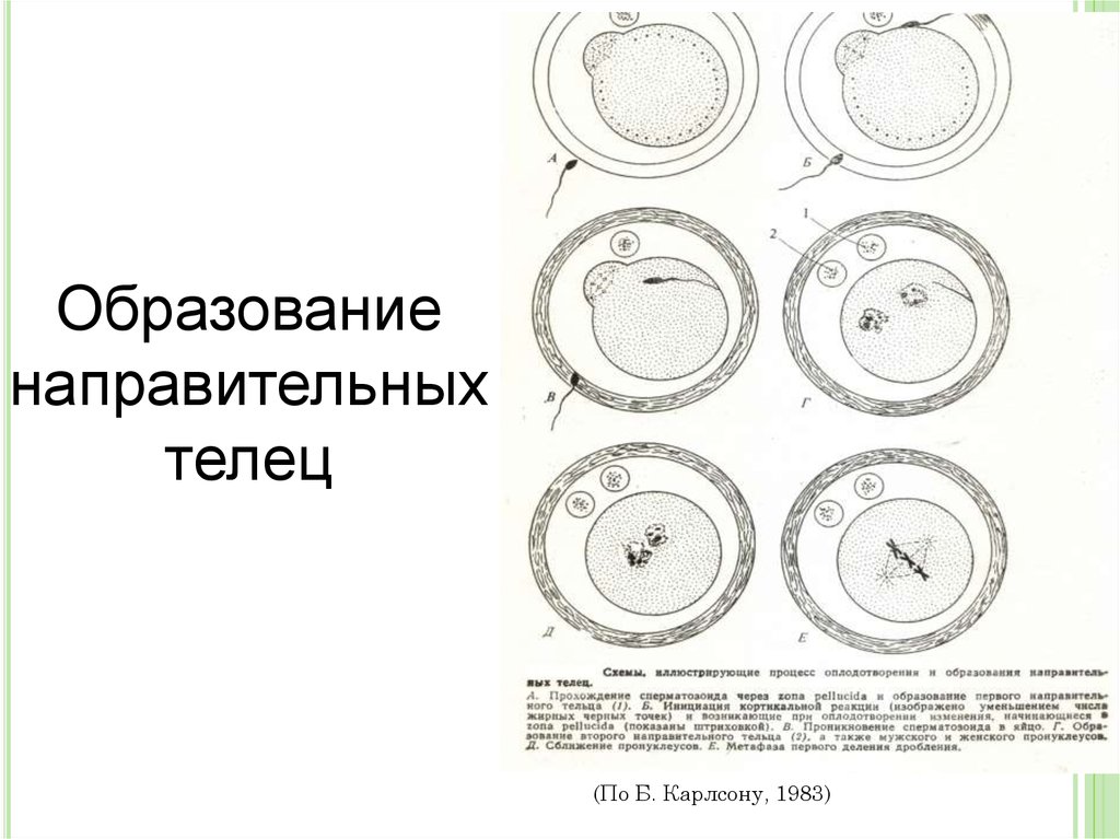 Схема овуляции оплодотворения дробления имплантации