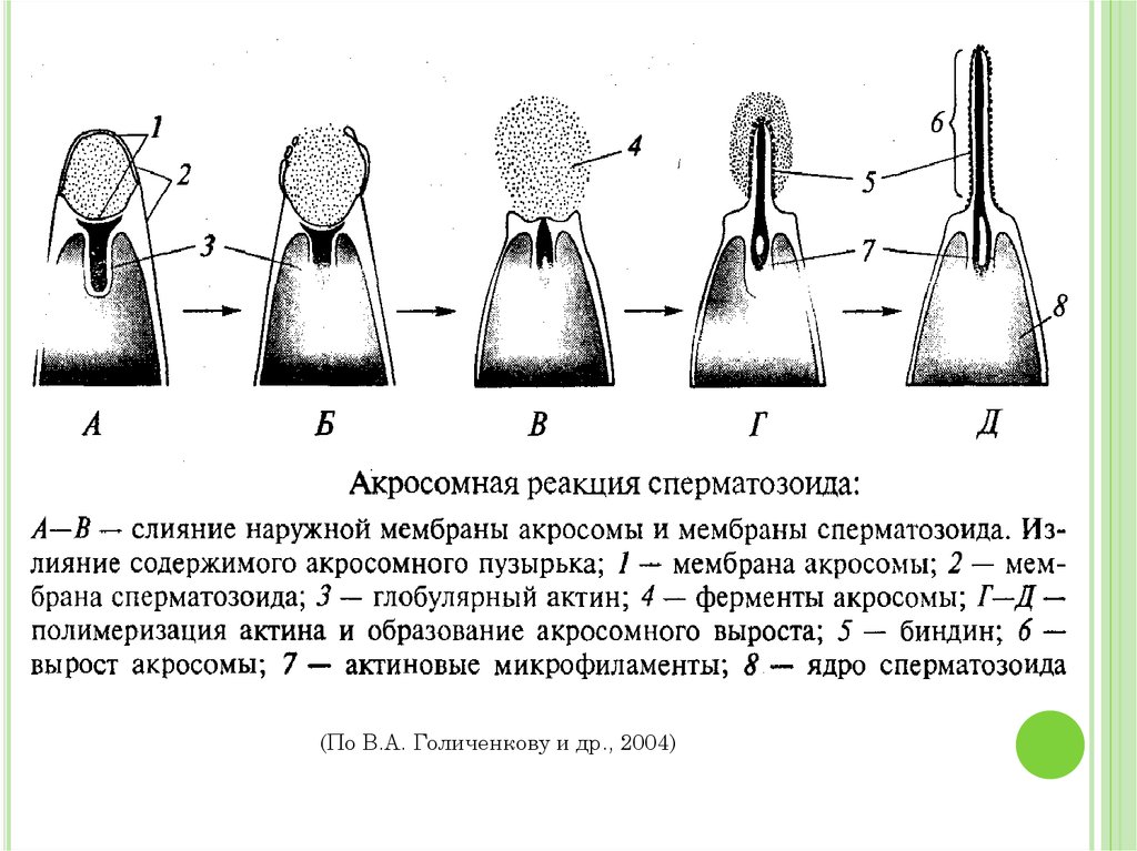 Схема овуляции оплодотворения дробления имплантации