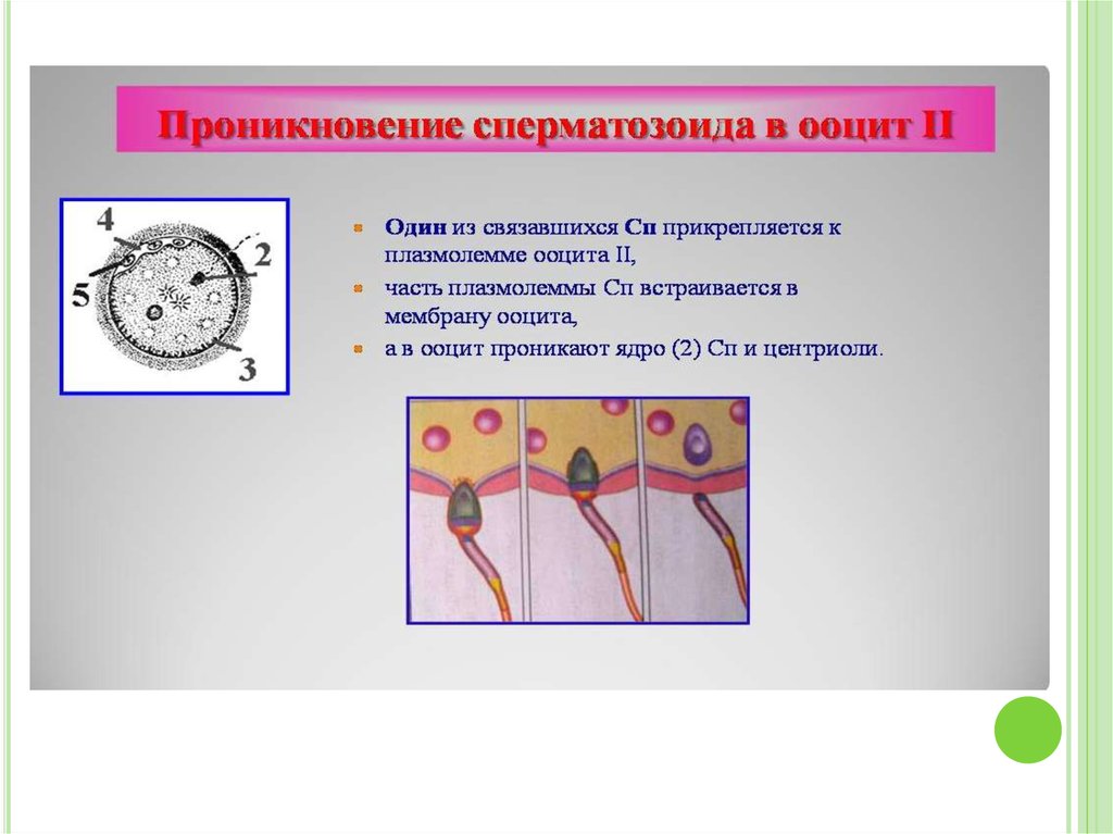 Схема типы оплодотворения