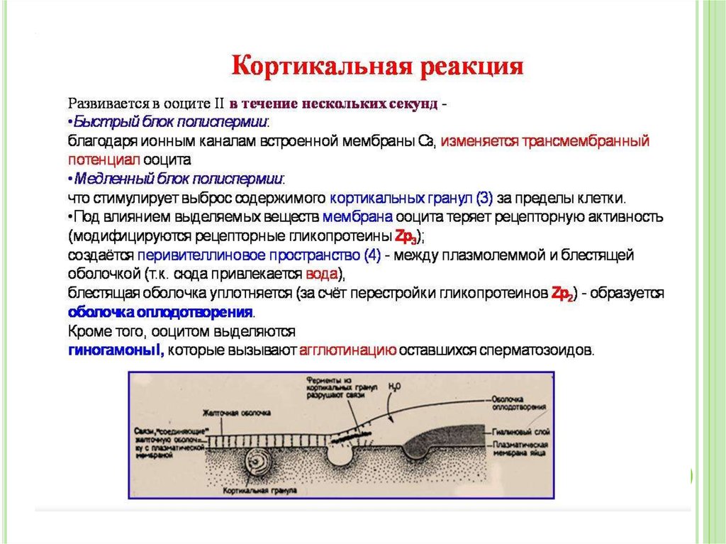 Какова структура векторного рисунка