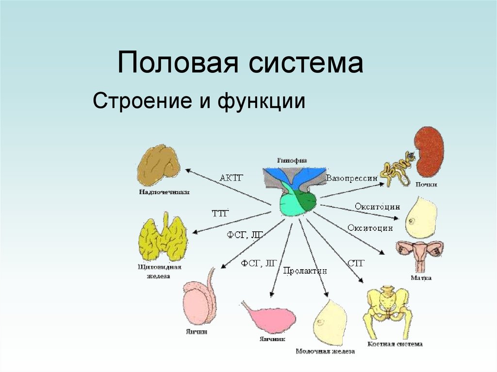 Презентация половая система анатомия