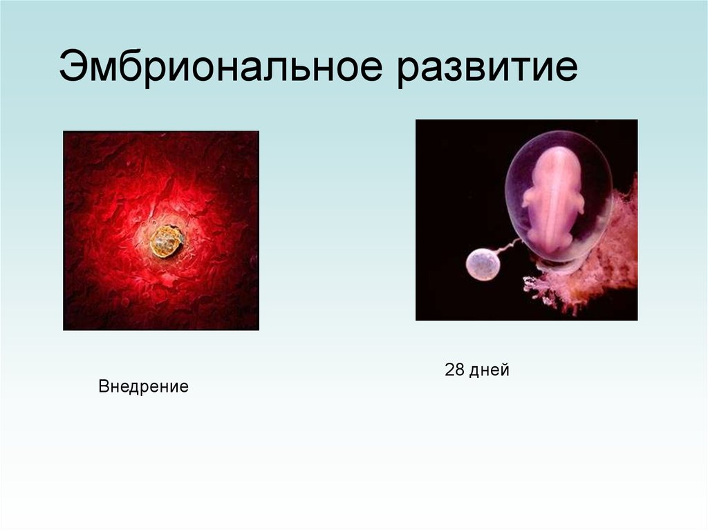 Эмбриональное развитие